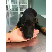 Foto dell\'animale cane - Matr. 2021/1566 - Microchip 380260044445979