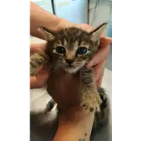 Foto dell\'animale gatto - Matr. 2021/1567 - Microchip 380260044446783