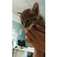 Foto dell\'animale gatto - Matr. 2021/1568 - Microchip 380260044446826