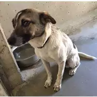 Foto dell\'animale cane - Matr. 2017/0747 - Microchip 380260043152018