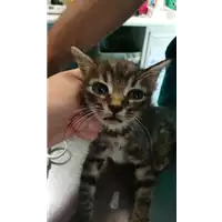 Foto dell\'animale gatto - Matr. 2021/1569 - Microchip 380260044446460