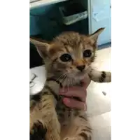 gatto - Matr. 2021/1570 - Microchip 380260044446537