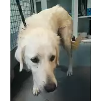 Foto dell\'animale cane - Matr. 2021/1574 - Microchip 380260044446653