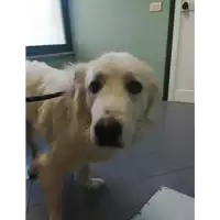 Foto dell\'animale cane - Matr. 2021/1575 - Microchip 380260044446526