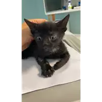 Foto dell\'animale gatto - Matr. 2021/1576 - Microchip 380260044446921