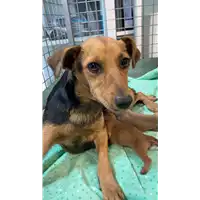 Foto dell\'animale cane - Matr. 2021/1577 - Microchip 380260044446039