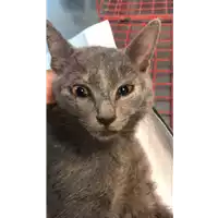 Foto dell\'animale gatto - Matr. 2021/1578 - Microchip 380260044446646