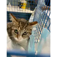 Foto dell\'animale gatto - Matr. 2021/1580 - Microchip 380260044446044