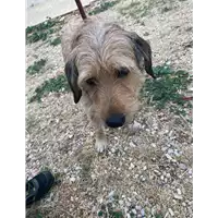Foto dell\'animale cane - Matr. 2021/1582 - Microchip 380260042273993