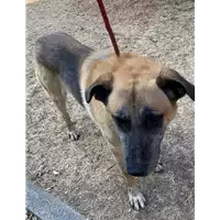 Foto dell\'animale cane - Matr. 2021/1584 - Microchip 380260044446100