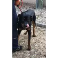 Foto dell\'animale cane - Matr. 2021/1585 - Microchip 380260044446671