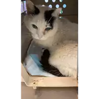 Foto dell\'animale gatto - Matr. 2021/1587 - Microchip 380260044444965