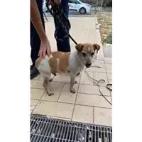 Foto dell\'animale cane - Matr. 2021/1588 - Microchip 380260044445126