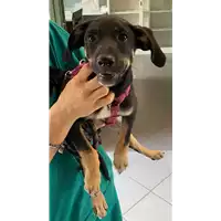Foto dell\'animale cane - Matr. 2021/1236 - Microchip 380260044476629