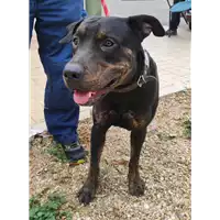 Foto dell\'animale cane - Matr. 2021/1594 - Microchip 380260101434681