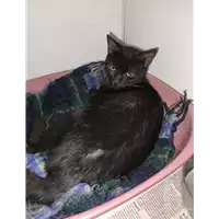 Foto dell\'animale gatto - Matr. 2021/1595 - Microchip 380260044446064