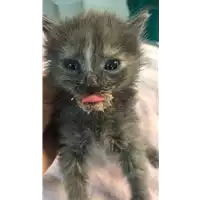 Foto dell\'animale gatto - Matr. 2021/1597 - Microchip 380260044446389