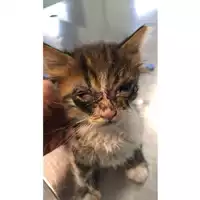 Foto dell\'animale gatto - Matr. 2021/1599 - Microchip 380260044446738