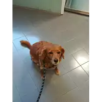 Foto dell\'animale cane - Matr. 2021/1601 - Microchip 380260080364838