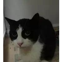 Foto dell\'animale gatto - Matr. 2021/1602 - Microchip 380260044446773