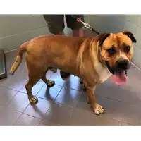 Foto dell\'animale cane - Matr. 2021/0747 - Microchip 380260044516660