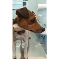 Foto dell\'animale cane - Matr. 2021/1604 - Microchip 380260044446388