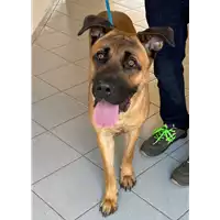 Foto dell\'animale cane - Matr. 2021/1606 - Microchip 380260044446329