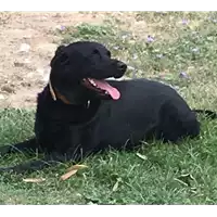Foto dell\'animale cane - Matr. 2017/0748 - Microchip 380260043148489