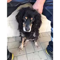 Foto dell\'animale cane - Matr. 2021/1609 - Microchip 380260000119824