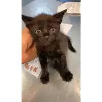 Foto dell\'animale gatto - Matr. 2021/1611 - Microchip 380260044446676