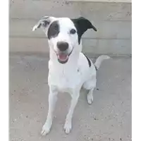 Foto dell\'animale cane - Matr. 2021/1612 - Microchip 380260044446431
