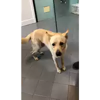 Foto dell\'animale cane - Matr. 2021/1617 - Microchip 380260044446796