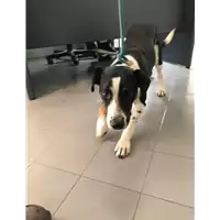 Foto dell\'animale cane - Matr. 2021/1614 - Microchip 380260044446218