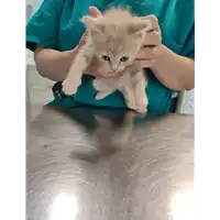 Foto dell\'animale gatto - Matr. 2021/1618 - Microchip 380260044446661