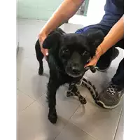 Foto dell\'animale cane - Matr. 2021/1619 - Microchip 380260044446601