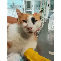 Foto dell\'animale gatto - Matr. 2021/1620 - Microchip 380260044446927