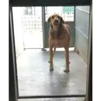 Foto dell\'animale cane - Matr. 2021/1623 - Microchip 380260040966648