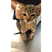 Foto dell\'animale gatto - Matr. 2021/1624 - Microchip 380260044446894