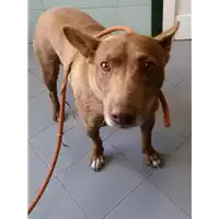 Foto dell\'animale cane - Matr. 2017/0761 - Microchip 380260043149656