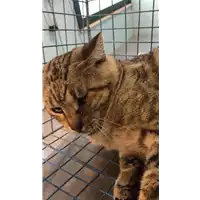 Foto dell\'animale gatto - Matr. 2021/1630 - Microchip 380260044445967