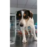 Foto dell\'animale cane - Matr. 2017/0789 - Microchip 380260000131147