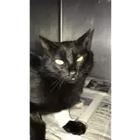 Foto dell\'animale gatto - Matr. 2021/1633 - Microchip 380260044446937