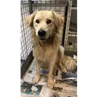 Foto dell\'animale cane - Matr. 2021/1636 - Microchip 380260101881541