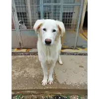 Foto dell\'animale cane - Matr. 2021/1637 - Microchip 380260044446941