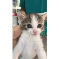 Foto dell\'animale gatto - Matr. 2021/1638 - Microchip 380260044446740