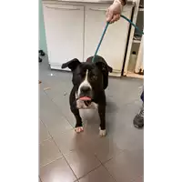 Foto dell\'animale cane - Matr. 2021/1641 - Microchip 380260100305958