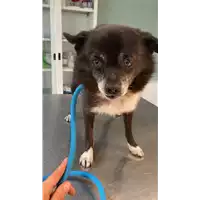 Foto dell\'animale cane - Matr. 2021/1640 - Microchip 380260044446126
