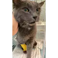 Foto dell\'animale gatto - Matr. 2021/1644 - Microchip 380260044446244