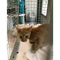 Foto dell\'animale gatto - Matr. 2021/1645 - Microchip 380260044446727
