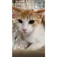 Foto dell\'animale gatto - Matr. 2021/1647 - Microchip 380260044446486